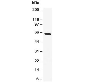 Anti-SOX9, clone SRYB9-1