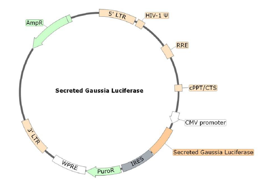 Secreted Gaussia Luciferase Lentivirus Ef1a Promoter Bps Bioscience