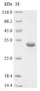 Cathepsin G (CTSG), human, recombinant