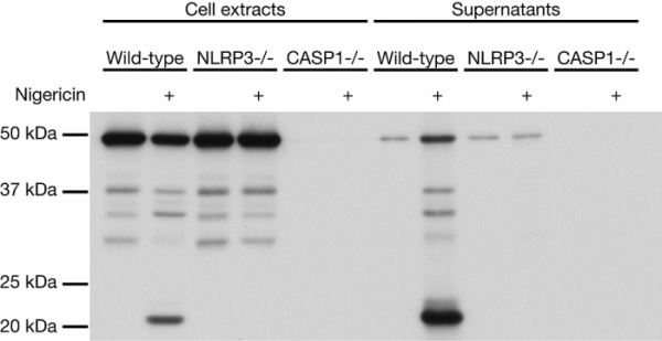 Anti-Caspase-1 (p20) (mouse), clone Casper-1