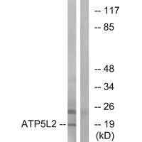 Anti-ATP5L2