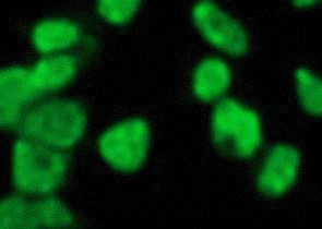 Anti-dimethyl-Histone H3 (Lys27)