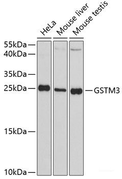 Anti-GSTM3