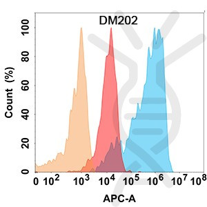 Anti-CD56 antibody(DM202), Rabbit mAb
