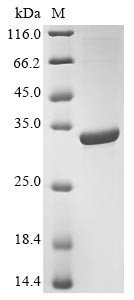 Protein-L-isoaspartate (D-aspartate) O-methyltransferase(Pcmt), Drosophila melanogaster, recombinant