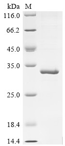 Interferon alpha-2 (IFNA2), human, recombinant