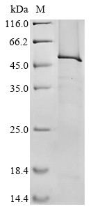 Lipoprotein lipase (Lpl), mouse, recombinant