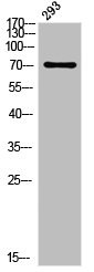 Anti-Phospho-PLK1 (T210)