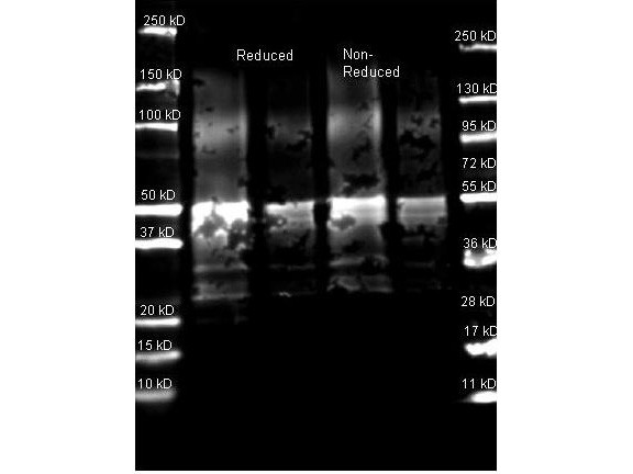 Anti-PROTEIN A, Texas Red(R) Conjugated