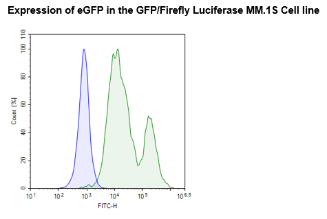 GFP/Firefly Luciferase MM.1S Cell Line