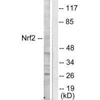 Anti-NFE2L2