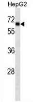 Anti-SOX-9, clone 334CT39.1.4