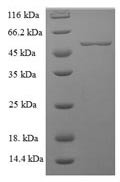 Lactadherin (MFGE8), human, recombinant