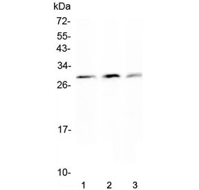 Anti-Kallikrein-2