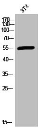 Anti-HTR2C