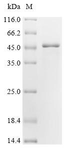 Vascular endothelial growth factor A (VEGFA), partial, human, recombinant