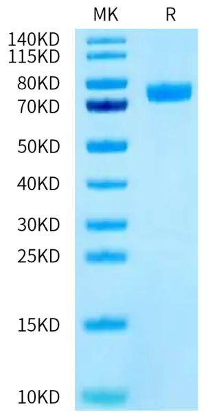 Human CD14 Protein