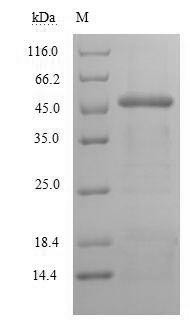 Indoleamine 2,3-dioxygenase 1 (IDO1), human, recombinant