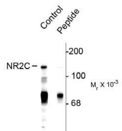 Anti-phospho-NMDAR2C (Ser1244)