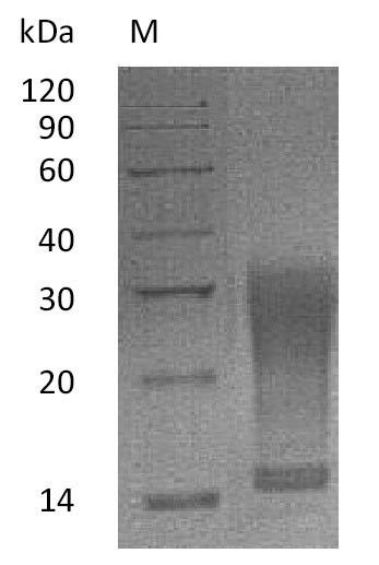 Interleukin-13 (Il13), partial (Active), mouse, recombinant