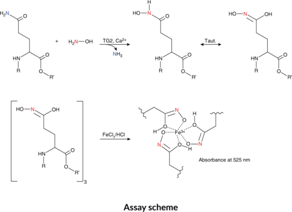 Transglutaminase Activity Assay Kit