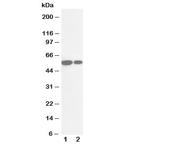 Anti-Cytochrome P450 2E1