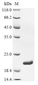 Dihydrofolate reductase (folA), Escherichia coli, recombinant