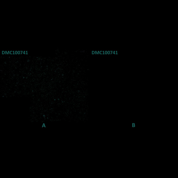 Anti-SELPLG antibody(68H10), IgG1 Chimeric mAb