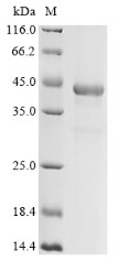 Splicing factor 3B subunit 3 (SF3B3), partial, bovine, recombinant