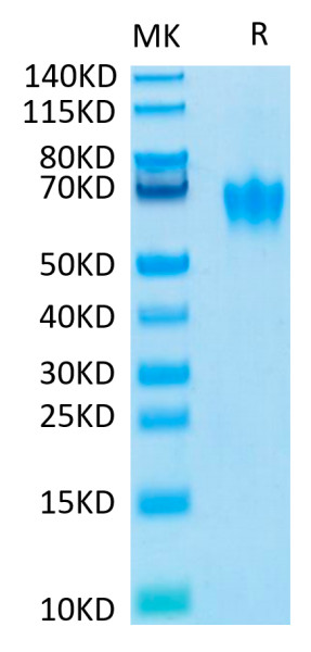 Biotinylated Human CEACAM-6/CD66c Protein