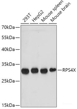 Anti-RPS4X