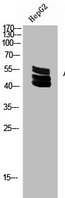 Anti-Acetyl-UBA52/RPS27A/UBB/UBC (K27)