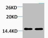 Anti-Mono-Methyl-Histone H1 (Lys25)