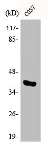 Anti-Phospho-MAPK14 (T180)