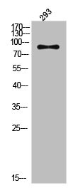 Anti-Phospho-ACO1 (S711)