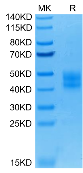 Human B7-H3/CD276 Protein