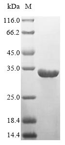 HLA class II histocompatibility antigen, DR alpha chain (HLA-DRA), human, recombinant