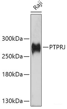 Anti-PTPRJ