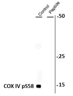 Anti-phospho-COX4 (Ser58)