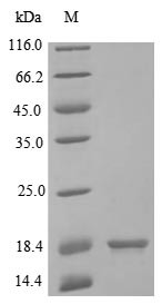 Interleukin-2 (IL2), human, recombinant