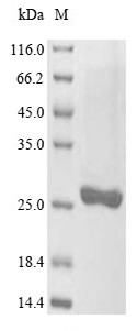 Glutathione S-transferase (GST), Plasmodium falciparum, recombinant