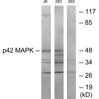 Anti-MAPK1