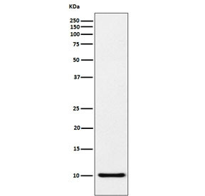 Anti-CCL5 / RANTES, clone ADHH-3