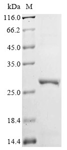 Oxysterols receptor LXR-beta (NR1H2), partial, human, recombinant