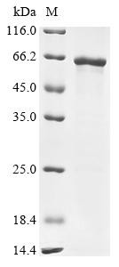 Coagulation factor X (F10), mouse, recombinant