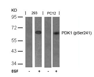 Anti-Phospho-PDPK1 (Ser241)