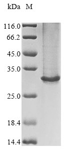 Gamma-aminobutyric acid receptor subunit beta-2 (GABRB2), partial, human, recombinant