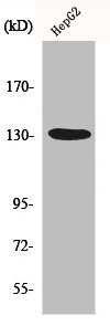 Anti-HDAC6