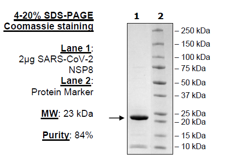 NSP8, His-tag (SARS-CoV-2)
