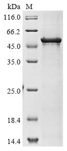 Atrial natriuretic peptide receptor 1 (NPR1), partial, human, recombinant